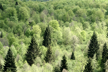 Image showing trees and forest