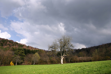 Image showing trees and forest