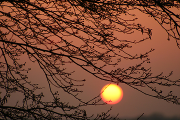 Image showing branches morning