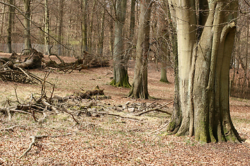 Image showing forest