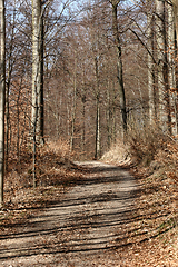 Image showing danish landscape