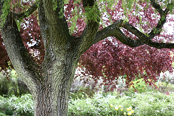 Image showing trees and forest