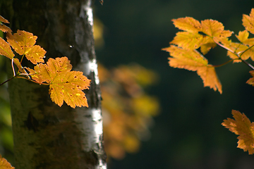 Image showing autumn leaves