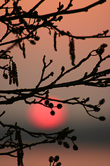 Image showing branches morning