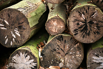 Image showing tree trunk