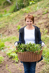 Image showing woman gardening