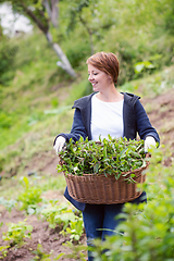 Image showing woman gardening