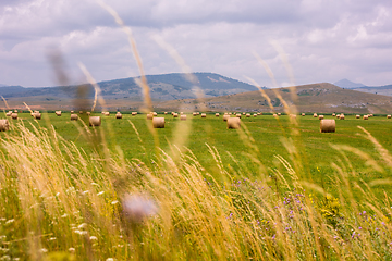 Image showing Rolls of hay in a wide field