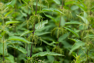 Image showing nettle natural background