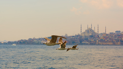 Image showing Seagulls flying in a sky with a mosque at the background