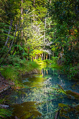 Image showing Whakarewarewa Redwood forest, Rotorua, New Zealand