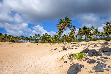 Image showing Palm trees on Anakena beach, easter island