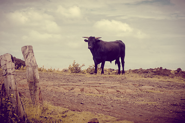 Image showing Wild bull on easter island cliffs