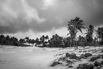 Image showing Palm trees on Anakena beach, easter island. Black and white pict
