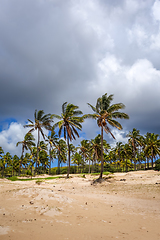 Image showing Palm trees on Anakena beach, easter island