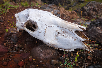 Image showing Horse skull and bones