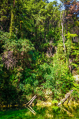 Image showing River in Abel Tasman National Park, New Zealand