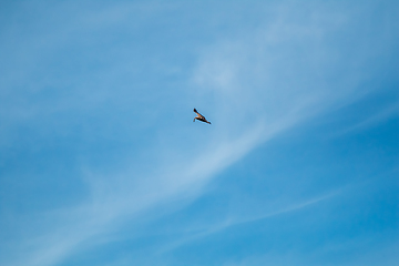 Image showing  Hawk in the sky hunted the mouse.