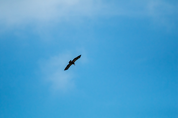 Image showing  Hawk in the sky hunted the mouse.