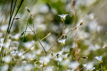 Image showing White rural flowers field on green grass.