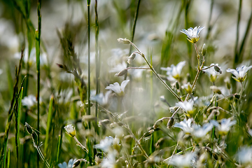 Image showing White wild flowers field on green grass.