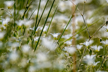 Image showing White wild flowers field on green grass.