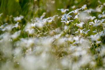 Image showing White wild flowers field on green grass.