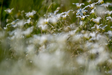 Image showing White wild flowers field on green grass.