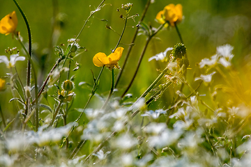 Image showing White and yellow wild flowers field on green grass.