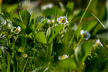 Image showing White strawberry flowers in green grass.