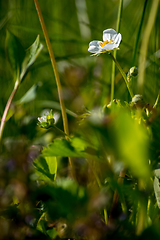 Image showing White strawberry flowers in green grass.