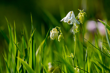 Image showing White rural flowers in green grass