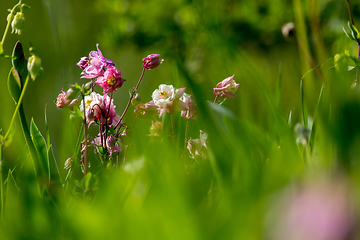 Image showing Pink rural flowers in green grass