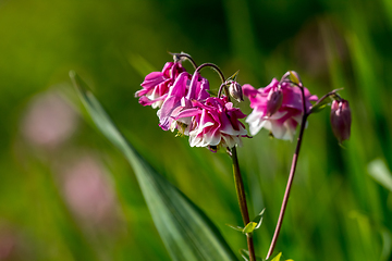 Image showing Pink rural flowers in green grass