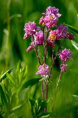 Image showing Pink rural flowers in green grass