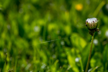 Image showing White dandelion flowers in green grass