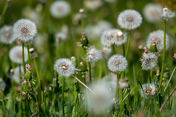 Image showing White dandelion flowers in green grass