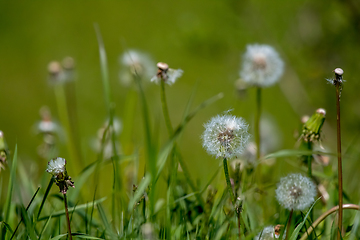 Image showing White dandelion flowers in green grass