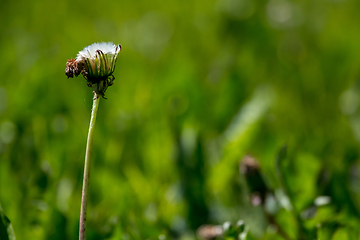 Image showing White dandelion flowers in green grass