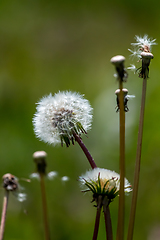 Image showing White dandelion flowers in green grass