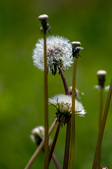 Image showing White dandelion flowers in green grass
