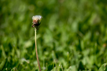 Image showing White dandelion flowers in green grass