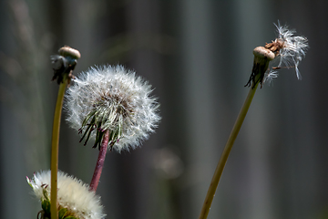 Image showing White dandelions on gray background.