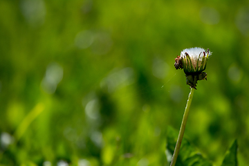 Image showing White dandelion flowers in green grass.