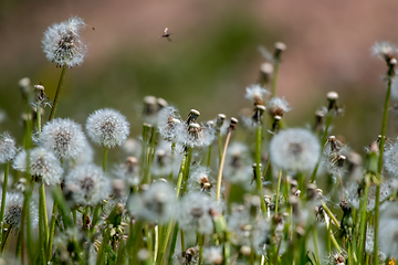 Image showing White dandelion field on green grass.