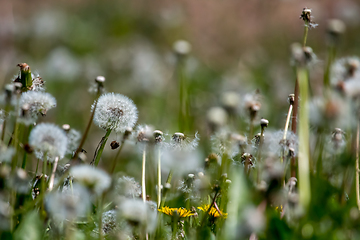 Image showing White dandelion field on green grass.