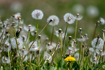 Image showing White dandelion field on green grass.