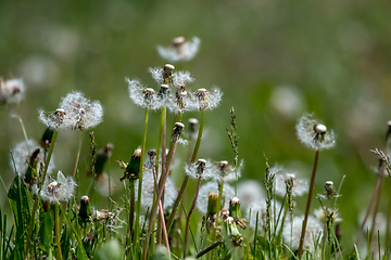 Image showing White dandelion field on green grass.