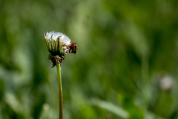 Image showing White dandelion flowers in green grass.