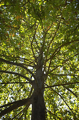 Image showing Sycamore treetop